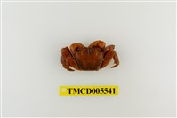 藏品(斑點擬相手蟹)的圖片